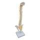 thumbnail image 2 of Modelo De Columna Vertebral Columna Vertebral Anatómica Para Niños Pantalla De Aprendizaje Aula De Pie, 2 of 5