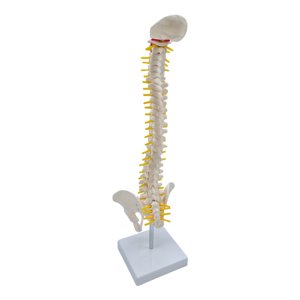 Magideal - Modelo De Columna Vertebral Humana Columna Vertebral 17.7 ""Anatomía Tamaño Real Con Vértebras, Raíces Nerviosas, Arterias Vertebrales Con Base Para Ni De Pie