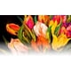 thumbnail image 3 of Bloc de papel MUNGYO Professional Pastel, tamaño A4, 30 hojas, 160 g/m², 3 of 4