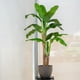 thumbnail image 4 of Planta Artificial Decorativa Arbol Grande Pack Banano 180cm, 4 of 9