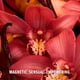 thumbnail image 3 of Perfume Diesel Only Desire 50 ml Eau de Parfum para mujer, 3 of 8
