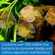 thumbnail image 3 of Limpiador bacteriano API STRESS ZYME para acuarios de agua dulce y salada, 240 ml, 3 of 7