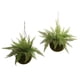 thumbnail image 1 of Helecho de cuero artificial con cesta colgante cubierta de musgo, casi natural, 1 of 5