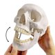 thumbnail image 3 of Modelo anatómico EVOTECH SCIENTIFIC: cráneo humano adulto, 3 of 6