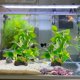 thumbnail image 5 of Plantas de acuario Holyenten 25 cm 2 unidades de seda, seguras para peces, 5 of 6