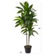 thumbnail image 3 of Planta artificial Dracena Nearly Natural de 48 pulgadas, 3 of 3