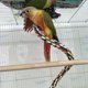 thumbnail image 3 of Perchas de cuerda para pájaros, juguetes para loros, cuerda elástica, juguete para pájaros de 1 m, 3 of 8