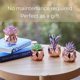 thumbnail image 5 of Conjunto de 4 suculentas Nordik By Design en oro rosa, 5 of 6