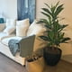 thumbnail image 2 of Dracaena 130cm, 2 of 2
