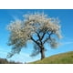 thumbnail image 3 of Prueba masiva 9, 3 of 3