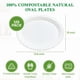 thumbnail image 5 of Platos de papel Vplus, 100% compostables, ovalados, 32 cm, 125 unidades, 5 of 7