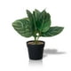 thumbnail image 1 of Planta Artificial Calathea 23x9 cm, 1 of 3