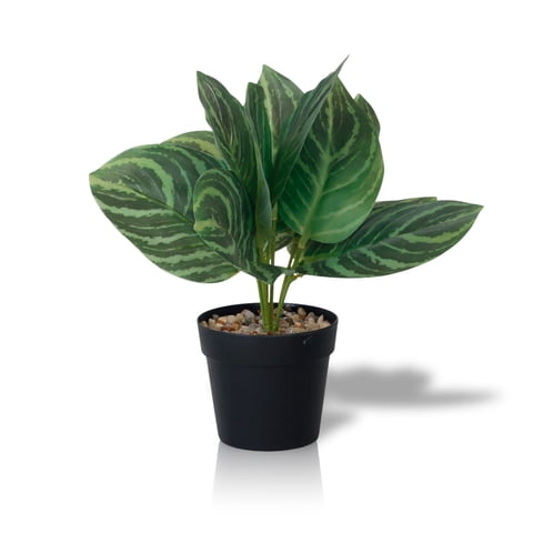 Inspiracci - Planta Artificial Calathea 23X9 Cm