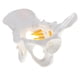 thumbnail image 3 of Ense?anza De La Anatomía Del Modelo Anatómico Del Esqueleto Pélvico Femenino De Tama?o Peque?o, 3 of 5