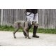 thumbnail image 2 of Arnés Halti sin tirones talla L negro, 2 of 7