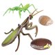 thumbnail image 2 of Colección - Ciclo De Vida Realista De Un Conjunto Mantis - 4 Piezas Separadas En El Conjunto, 2 of 5