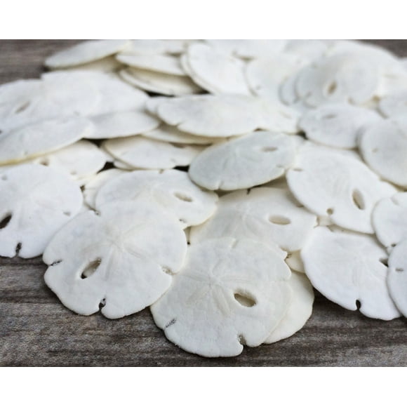 Set de decoración de pared y adornos Sand Dollar, paquete de 50 dólares de arena reales