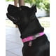 thumbnail image 3 of Collar Petmate Dogzilla rosa para perro, tamaño mediano, 10-16 pulgadas, 3 of 5
