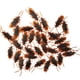 thumbnail image 3 of 100 Piezas De Cucarachas Falsas Juguetes Divertidos Pp Roach Para Halloween Navidad Vacaciones, 3 of 5