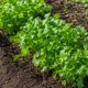 thumbnail image 3 of Semillas Cilantro para Huerto y Cocina | Las Encinas, 3 of 4