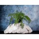 thumbnail image 2 of Arreglo De Helecho Pluma 55cm Con Acabado Natural Artificial, 2 of 3