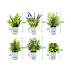 thumbnail image 3 of "6 Plantas Artificiales Flores Macetas Decorativas Bonsai Verde ", 3 of 5