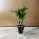 thumbnail image 4 of Planta Artificial Hoja Verde Deco Macetero Plastico Negro, 4 of 6