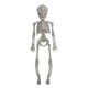thumbnail image 2 of Esqueletos De Articulación De Cuerpo Completo, Decoración De Estatuilla De Estatua De Esqueleto De Halloween De 11'', 2 of 3