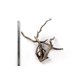 thumbnail image 5 of Decoración para acuario LANDEN Spider Wood 30‑40 cm, 4 piezas, 5 of 7