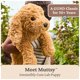 thumbnail image 2 of Peluche GUND Forever Friends Muttsy Dog Amber 35 cm, 2 of 9