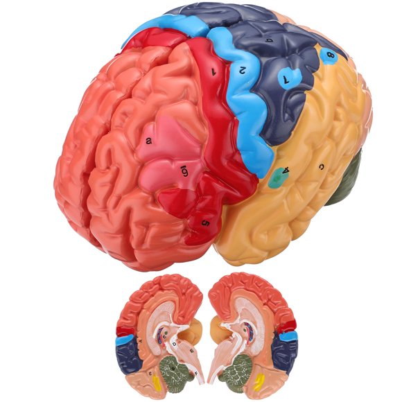 Modelo de Cerebro Humano Avarstic en 2 Partes de PVC para Anatomía