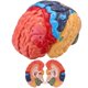 thumbnail image 1 of Modelo de Cerebro Humano Avarstic en 2 Partes de PVC para Anatomía, 1 of 7