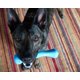 thumbnail image 5 of Toy Jolly Pets Jolly Bone para perros de 9 a 23 kg, tamaño mediano y azul, 5 of 5