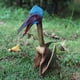thumbnail image 5 of Set de figuras de dinosaurios EOIVSH de pterosaurio, pterodáctilo y pteranodonte, 5 of 6