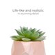 thumbnail image 3 of Conjunto de 4 suculentas Nordik By Design en oro rosa, 3 of 6