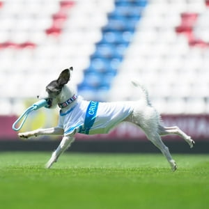 Domestico - Camiseta Para Perro Universidad Catolica
