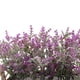 thumbnail image 3 of LAVANDA EN MACETERO DE MADERA 21 CM, 3 of 3