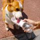thumbnail image 3 of Botella de Agua Plegable AVELORA para Perro con Filtro, 3 of 7
