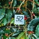 thumbnail image 5 of Coffee 512 COFFEE Etiopía Yirgacheffe Tostado Claro Grano Entero, 5 of 8