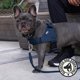 thumbnail image 4 of Accesorio de arnés Dog Friendly Co. Negro S-XL, 4 of 6