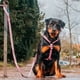 thumbnail image 5 of Arnés Para Perro Talla S Ajustable Diseño Rosado, 5 of 5