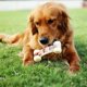 thumbnail image 2 of Juguete de masticar para perros Tikaton Hammerbone sabor a carne de vacuno - Tamaño grande, 2 of 7