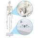 thumbnail image 3 of Modelo de esqueleto humano, breesky, 43 cm, con brazos y piernas móviles, 3 of 6