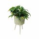 thumbnail image 1 of Macetero de Pastos Marinos (M), 1 of 8
