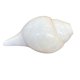 thumbnail image 1 of Figurita NAISHA Concha de Caracol 10 cm para Soplar en Ritual de Puja, 1 of 8