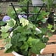 thumbnail image 3 of Enrejado para macetas, enrejado para plantas de interior, mini enrejado para plantas de jardín, soporte superpuesto para plantas trepadoras, soportes para flores para plantas trepadoras en macetas y e, 3 of 8
