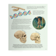 thumbnail image 4 of Todo lo que sabes sobre el cuerpo humano está equivocado, 4 of 5
