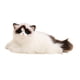 thumbnail image 5 of Animal De Peluche Modelo De Gato De Peluche Acurrucado Para Regalo De Amigo Antes De Dormir Para Recuerdo De Fiesta, 5 of 5