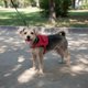 thumbnail image 3 of Arnés Talla M, Ajustable Para Perros Mascotas Paseo  Rojo, 3 of 8