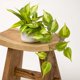 thumbnail image 5 of Planta artificial de pothos colgante Kurrajong Farmhouse con maceta de 13 x 9 cm, 5 of 6